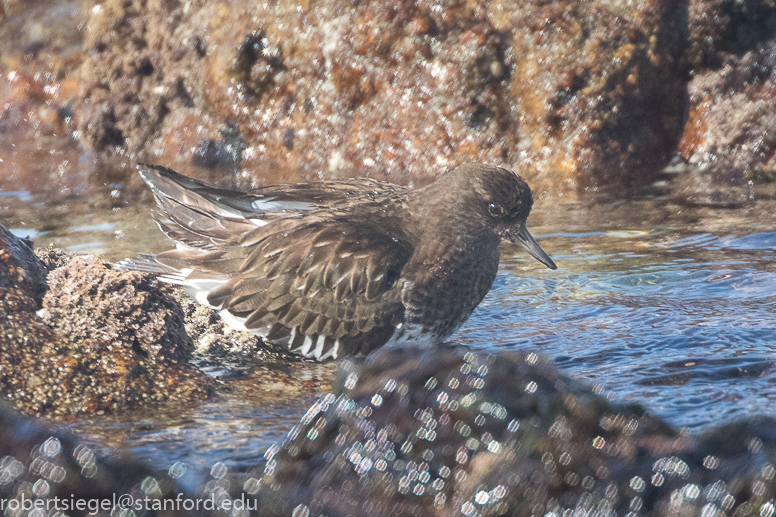 asilomar